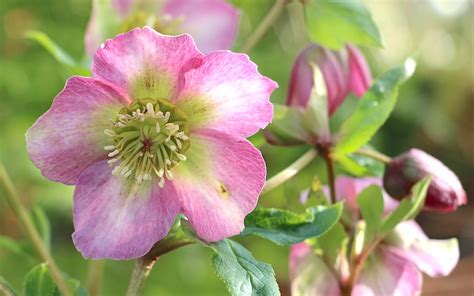 Helleborus - Lenten Rose Care and Varieties - Flower Magazine