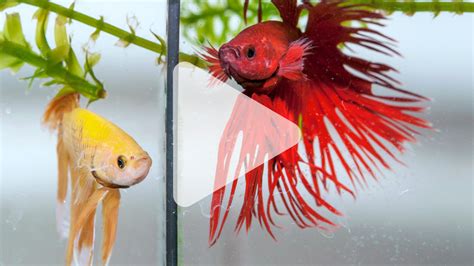 Fighting fish synchronize their moves—and their genes | Science | AAAS