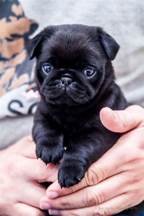 Holding a 10 week old pug - Imgur Black Pug Puppies, Pug Puppy, Cute ...