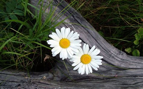 Daisy Flower Wallpapers - Wallpaper Cave