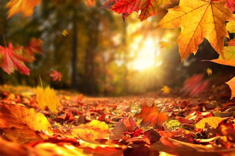 75 Best Fall Quotes and Inspirational Autumn Sayings - Parade