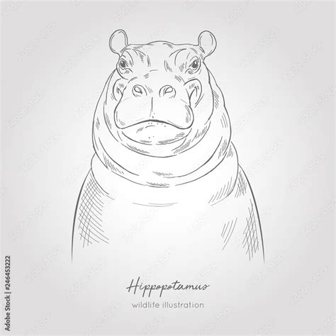 Realistic hand drawn vector sketch of hippo head front view. Stock ...