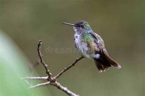 Hummingbird on a Branch in the Rainforest of the Mata Atlantica, Brazil ...