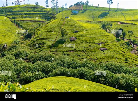 Nuwara Eliya tea fields of Sri Lanka Stock Photo - Alamy