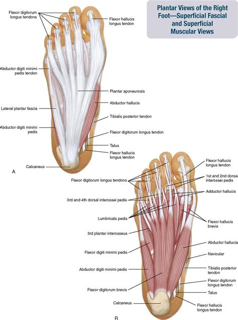 Muscles Of The Foot Laminated Anatomy Chart Canoeracing Org Uk | The ...