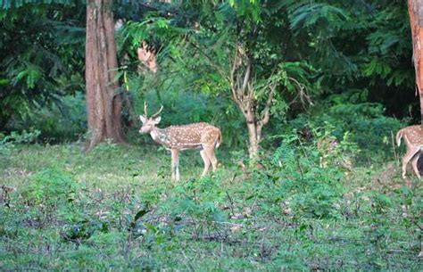 Wayanad Wildlife Sanctuary in Paluvai: 2 reviews and 12 photos