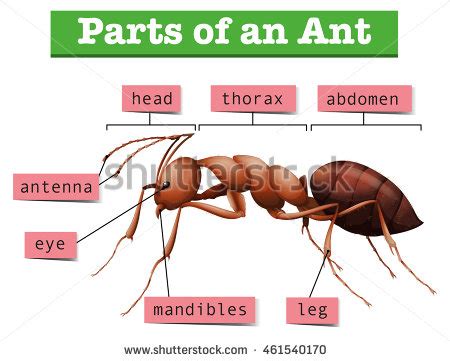 1- Red: Body parts of an Ant