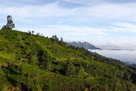 Tea Estate, Nuwara Eliya, Sri Lanka [OC] 1620x1080 : EarthPorn