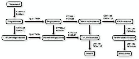 Pathways for synthesis of adrenal steroids. Aldosterone is at the end ...