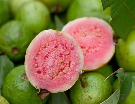 Guava Tree Pink Variety