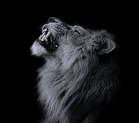 Roaring Black Lion