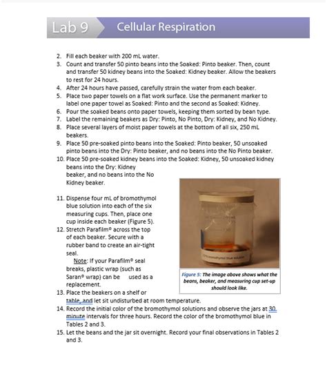 Solved Lab 9 Cellular Respiration Experiment 2: Aerobic | Chegg.com