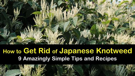 9 Amazingly Simple Ways to Get Rid of Japanese Knotweed