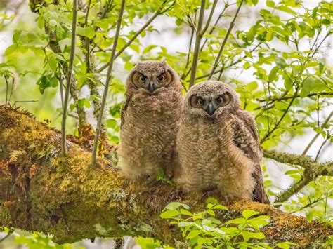 Forest Owlet: Why is it critically endangered?