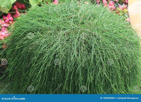 Bunch of Casuarina Tree Leaves Decorated in Park Stock Photo - Image of ...