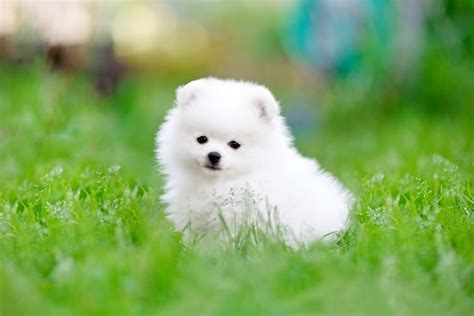 Teacup Pomeranian - What to Know Before Buying this Breed | All Things Dogs