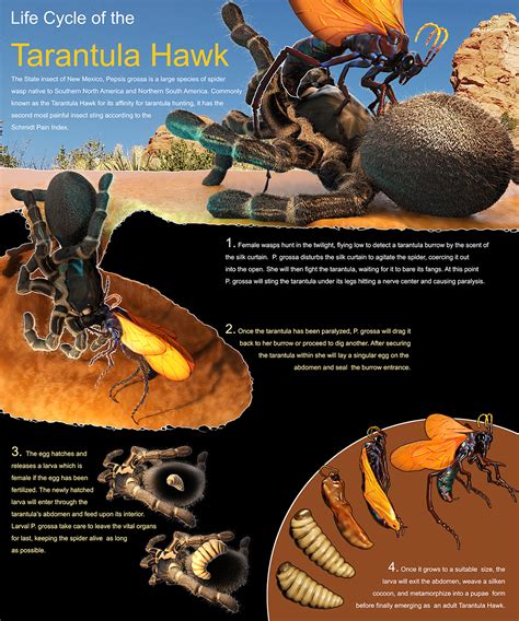 Tarantula Larvae