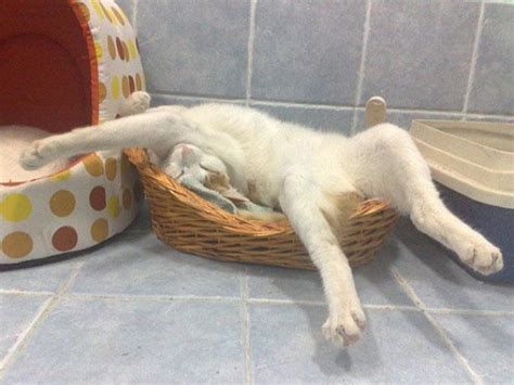 The 37 funniest photos of cats sleeping in the most awkward positions ...