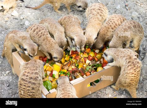 Meerkats eating hi-res stock photography and images - Alamy