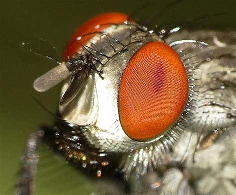 Centipedes' Eyes: How Many, How Do They Use Them & More!