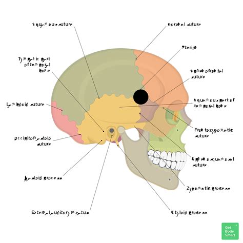 Skull Quiz - Lateral View | GetBodySmart