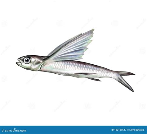 Flying Fish Jumping And Flying. Royalty-Free Illustration ...