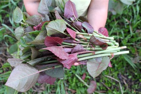 Using Japanese Knotweed for Food and Medicine