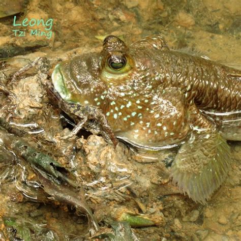 CRAB-EATING MUDSKIPPER – Bird Ecology Study Group