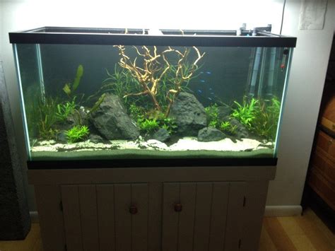 How To Paint The Background Of Your Fish Tank Black | Fish aquarium ...