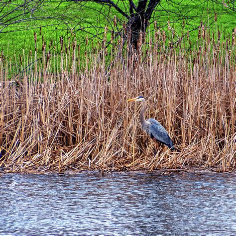 Nesting Great Blue Heron Photograph by Steve Harrington | Pixels