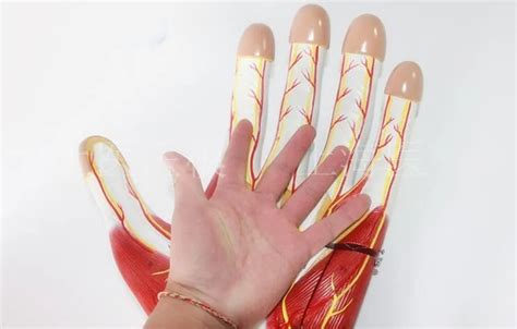 Hand Knuckles Anatomy