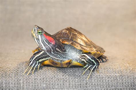 How Can You Find Your Red Eared Slider Turtle?