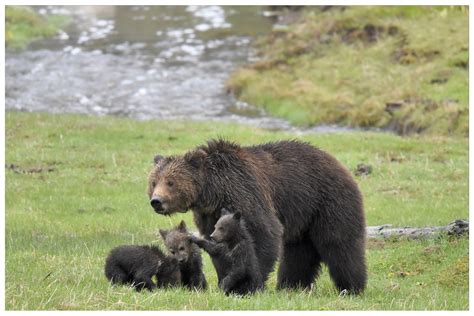 Yellowstone National Park Wildlife - Photos All Recommendation