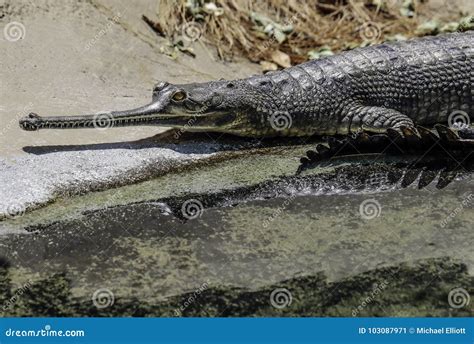 Indian Gharial stock image. Image of gator, eyes, detail - 103087971