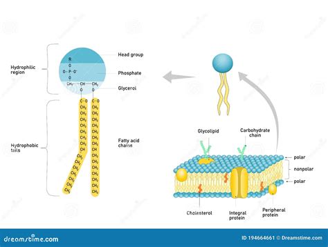 Phospholipids Structure