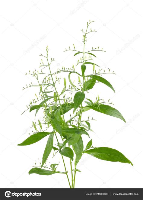 Andrographis Paniculata Plant White Background Stock Photo by ©wat ...