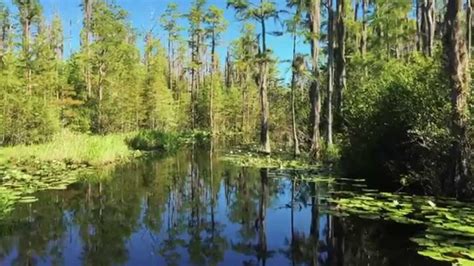 Okefenokee Swamp Facts For Kids | Kids Matttroy