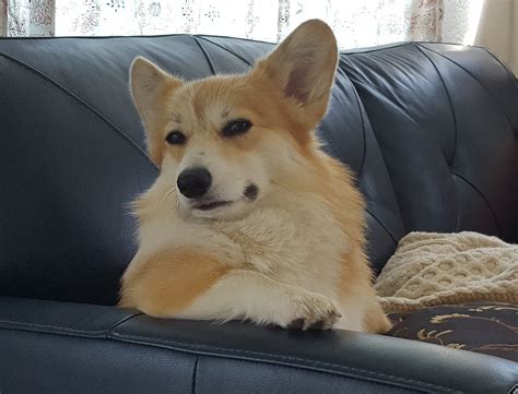 Disappointed corgi Memes - Imgflip