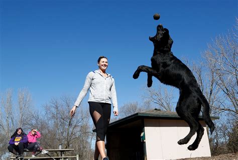 German-Sheprador-training | Black Labrador Dog