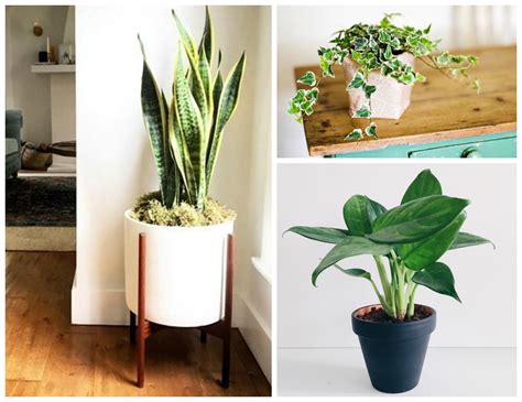 12 Amazing Looking Air Purifying Plants You Need in Your Home