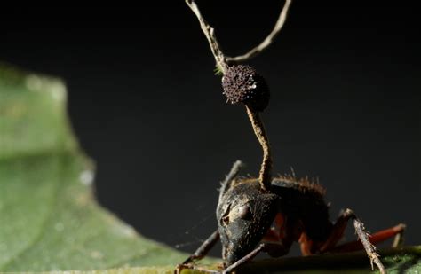 Fungus Turns Ants Into Zombie Booby-Traps - The New York Times