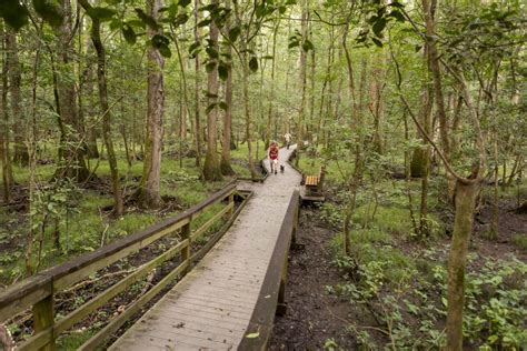 Experience Camping & Hiking at Congaree National Park