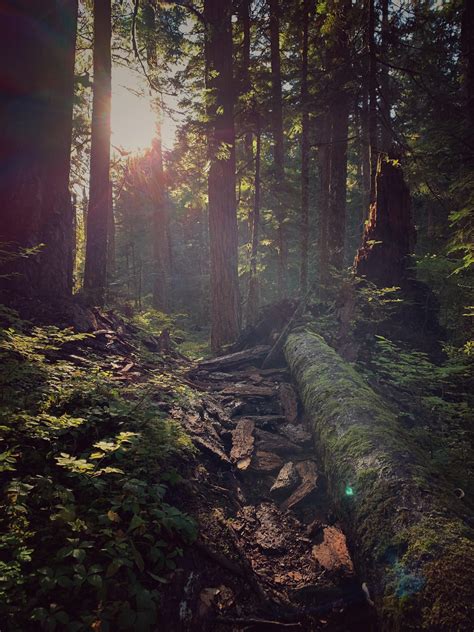 Larch Mountain Crater Trail : r/oregon