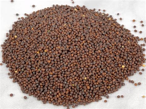 Brown Mustard Seed, Whole – Old Town Spice Shop