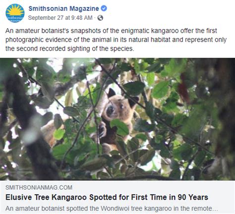 Earth and Space News: Wondiwoi Tree Kangaroos of Indonesian New Guinea ...