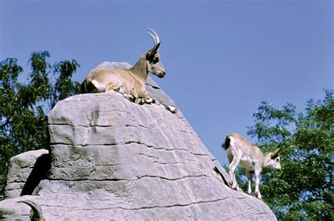 Mountain goat | Adaptations, Habitat & Behavior | Britannica