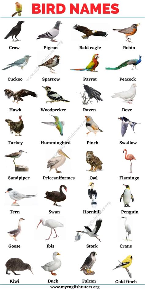 Bird Names: List of 30+ Names of Birds in English with the Picture – My ...