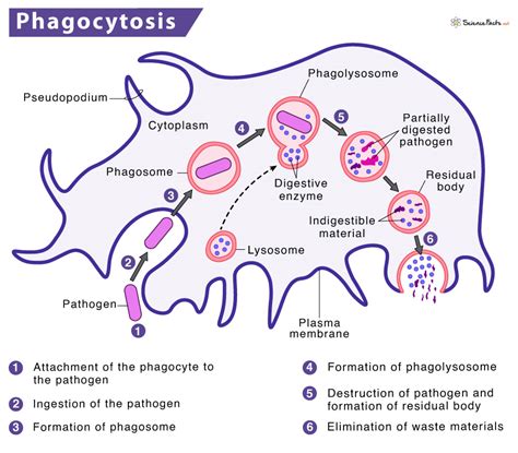 Phagocytosis – Process with Definition, Steps & Examples