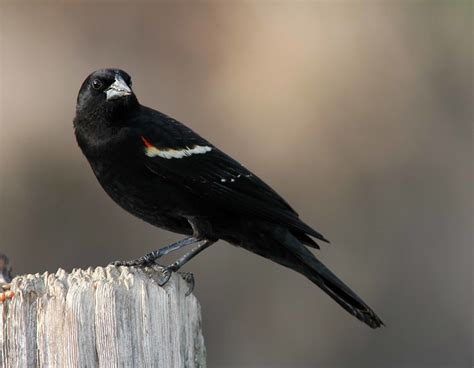 Red-winged Blackbird, juvenile | This is a young one photogr… | Flickr