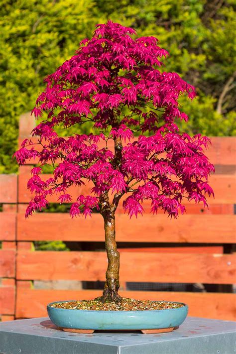 How to Grow a Japanese Maple Bonsai | Gardener’s Path